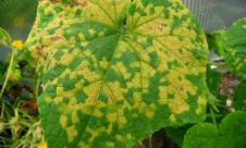 Mana cucurbitaceelor Mana cucurbitaceelor